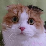 【猫の生態】 第一章　②「ネコちゃんの耳の機能」についてのお勉強