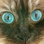 【猫の生態】 第一章　①「ネコちゃんの目の機能」についてのお勉強