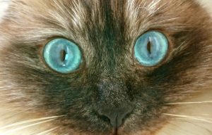 【猫の生態】 第一章　①「ネコちゃんの目の機能」についてのお勉強